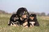 DOGUE DU TIBET 527